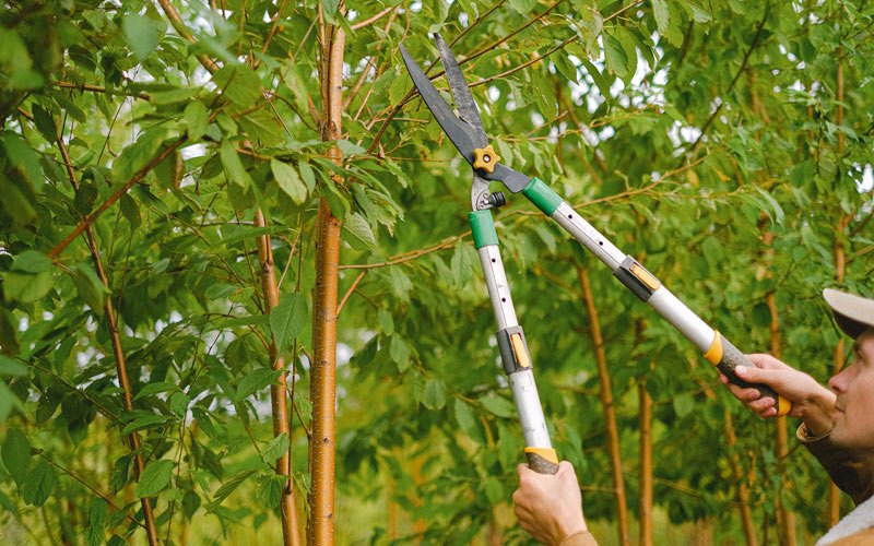 Tree trimming in Uniondale, IN
