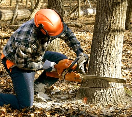 Tree Removal in Uniondale, IN